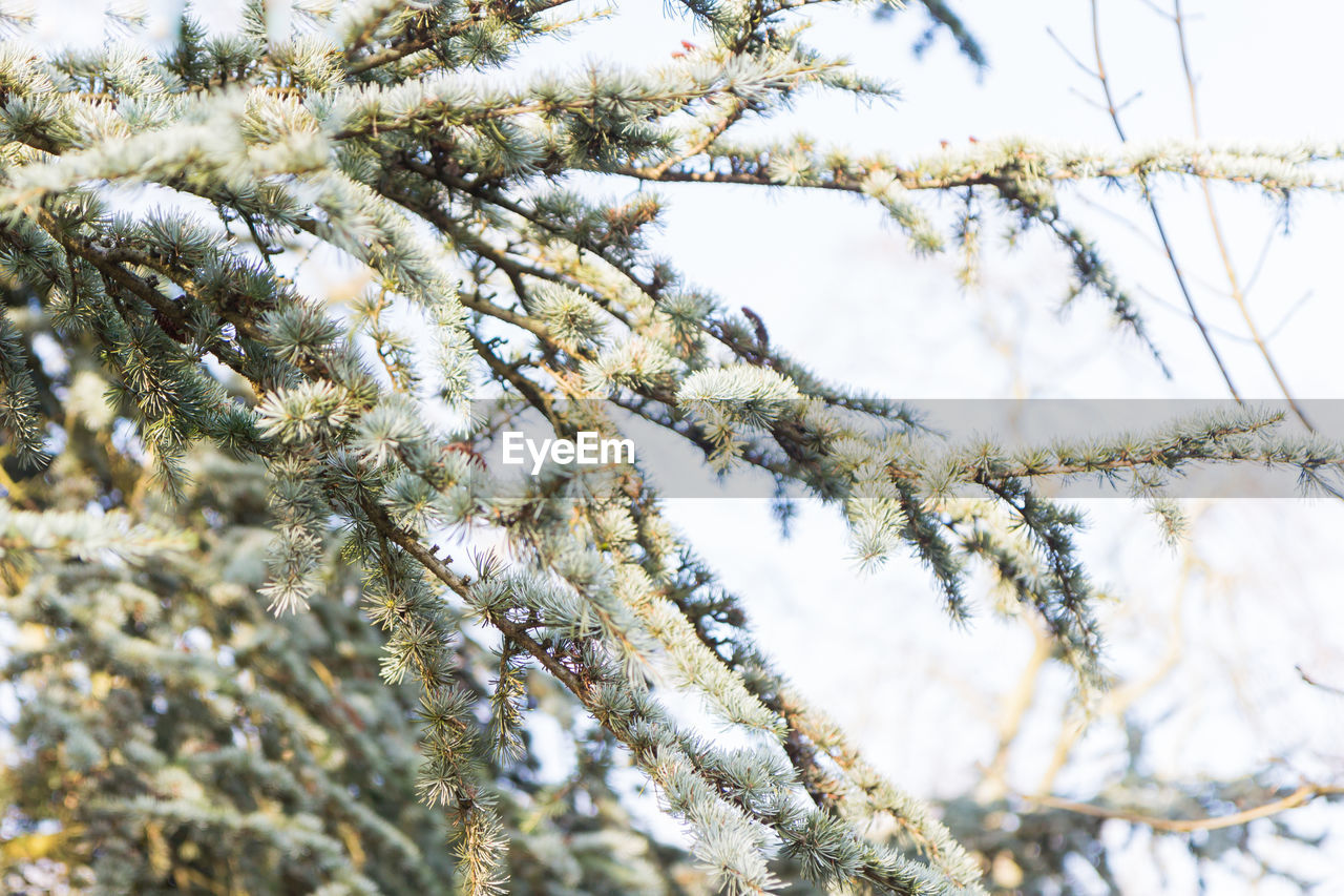 LOW ANGLE VIEW OF TREE AGAINST SKY DURING WINTER