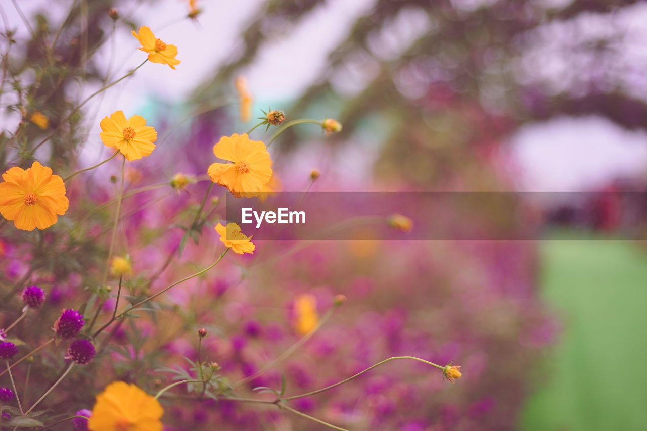 Close-up of yellow flowering plant