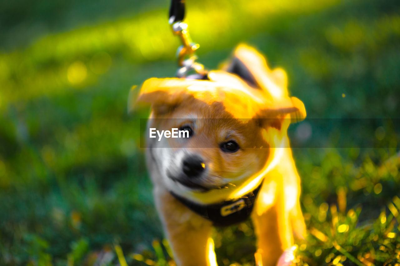 PORTRAIT OF DOG ON FIELD