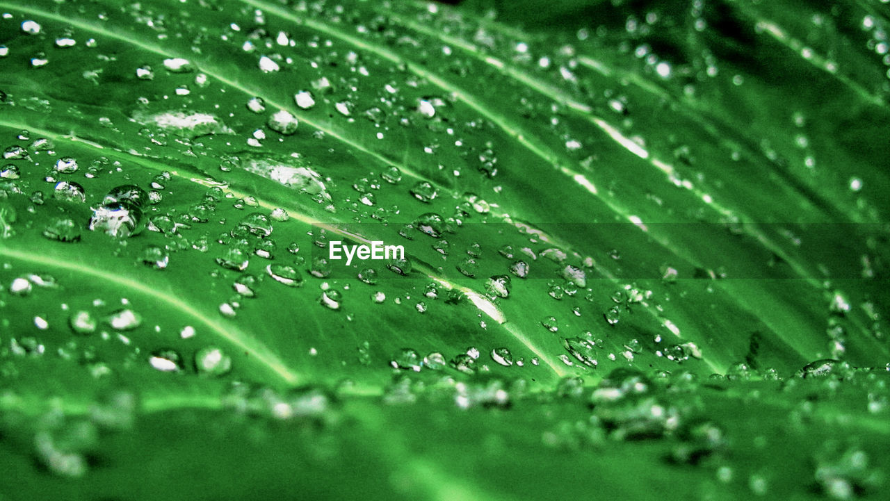 Full frame shot of raindrops on grass