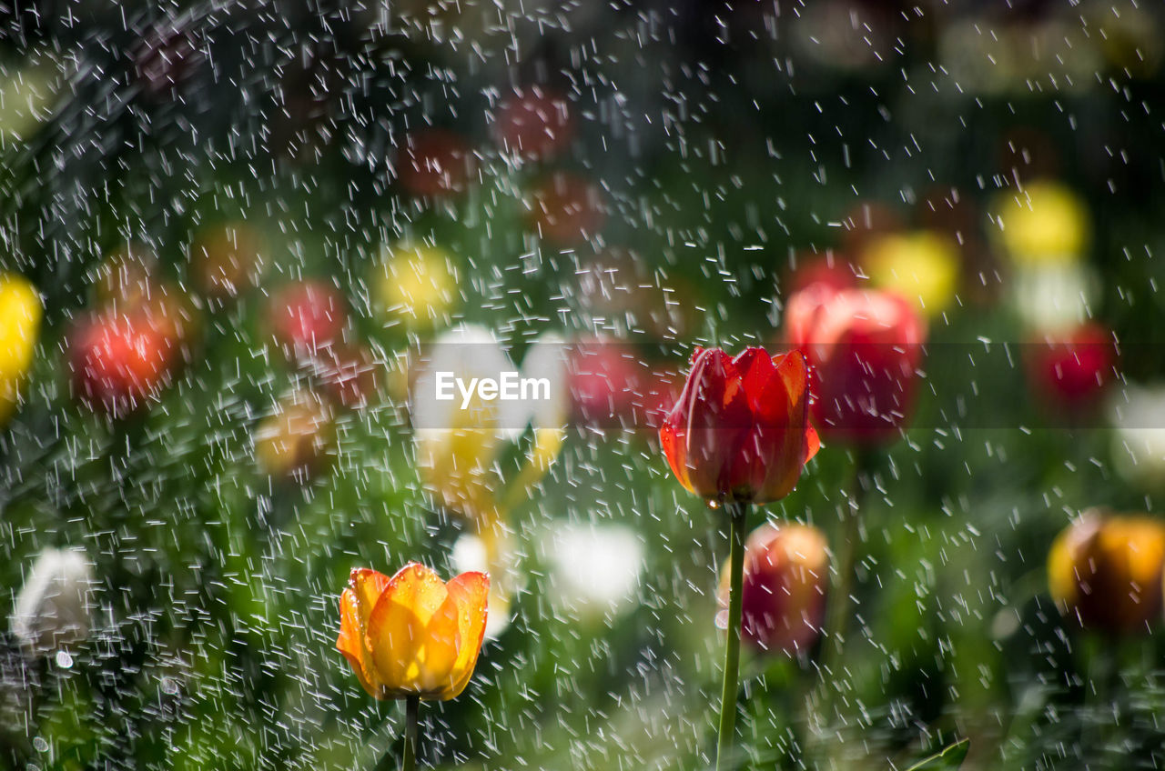 Close-up of wet red flowers in rainy season