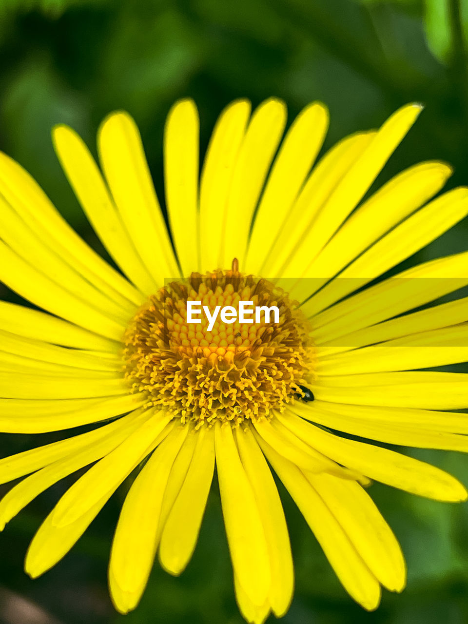 flower, flowering plant, plant, freshness, yellow, beauty in nature, flower head, growth, close-up, fragility, petal, inflorescence, nature, macro photography, pollen, no people, daisy, focus on foreground, summer, botany, outdoors, vibrant color, springtime, macro, blossom, selective focus, day, wildflower