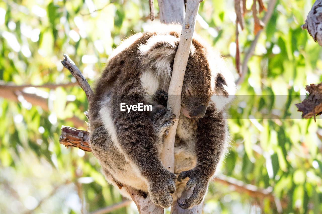 Close-up of koala on tree