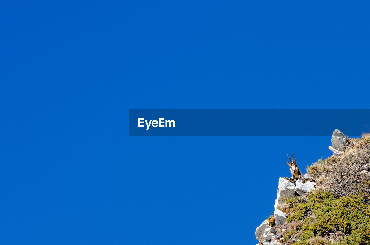 Low angle view of chamois on rock against clear blue sky