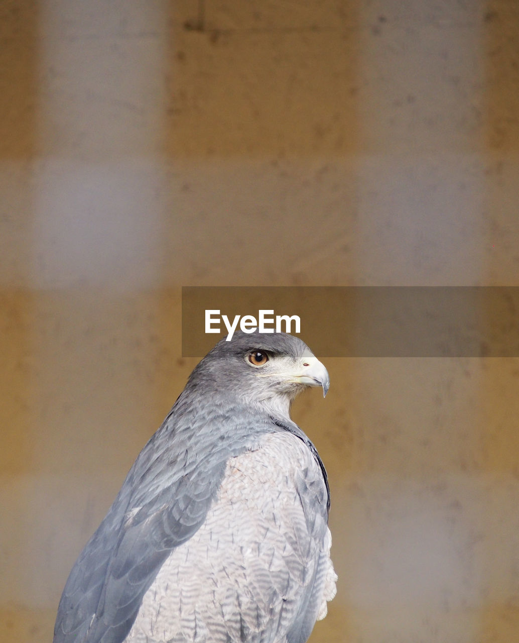 Hawk looking way against orange wall