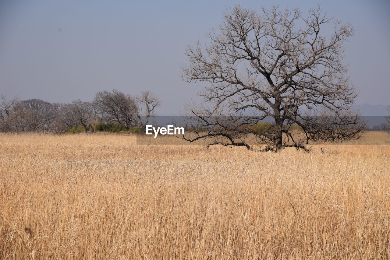 Bare tree on field against sky