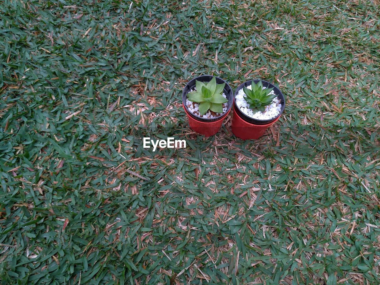 HIGH ANGLE VIEW OF POTTED PLANTS ON FIELD BY LAND