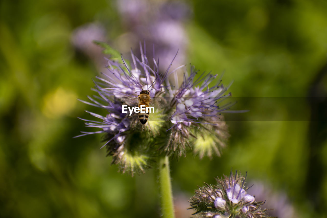 Close-up of bee on purple flower