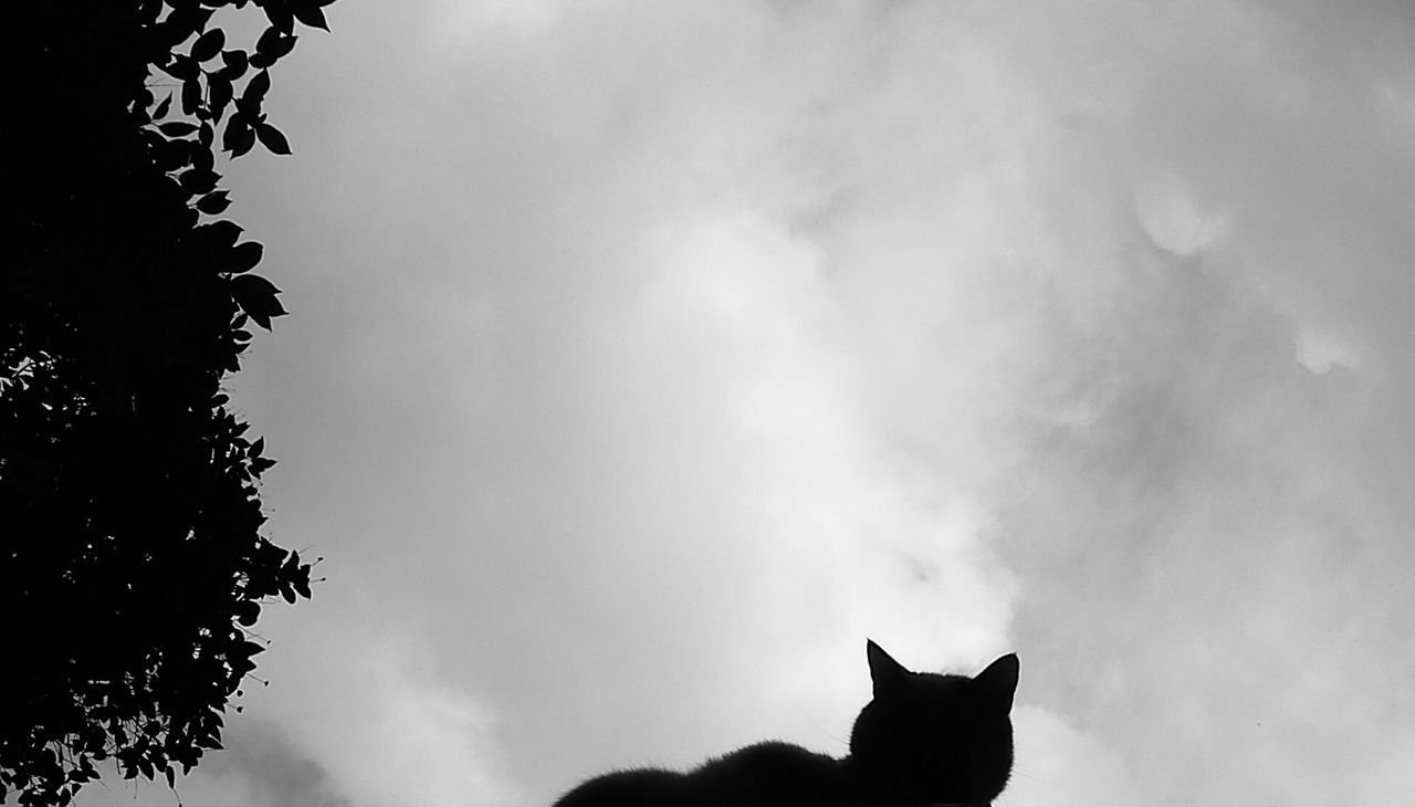 Close-up of a silhouette cat against cloudy sky