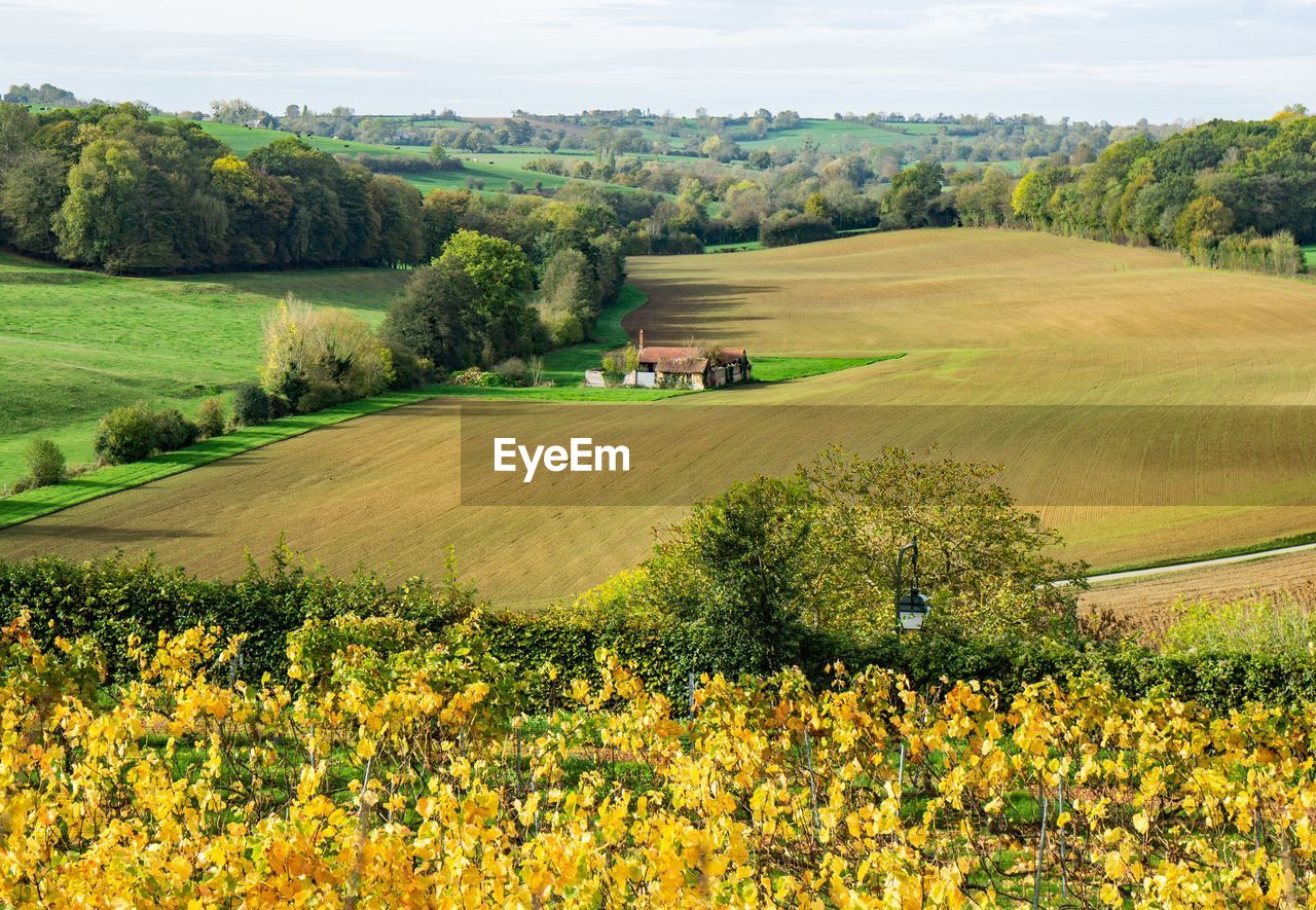 Scenic view of agricultural field