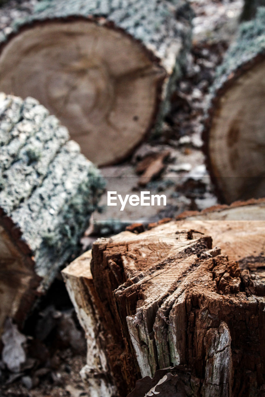 CLOSE-UP OF LOG ON TREE STUMP