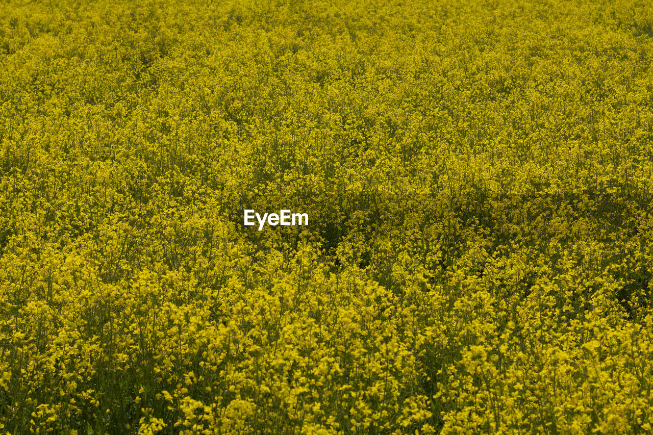 Full frame shot of yellow flowering plants on field