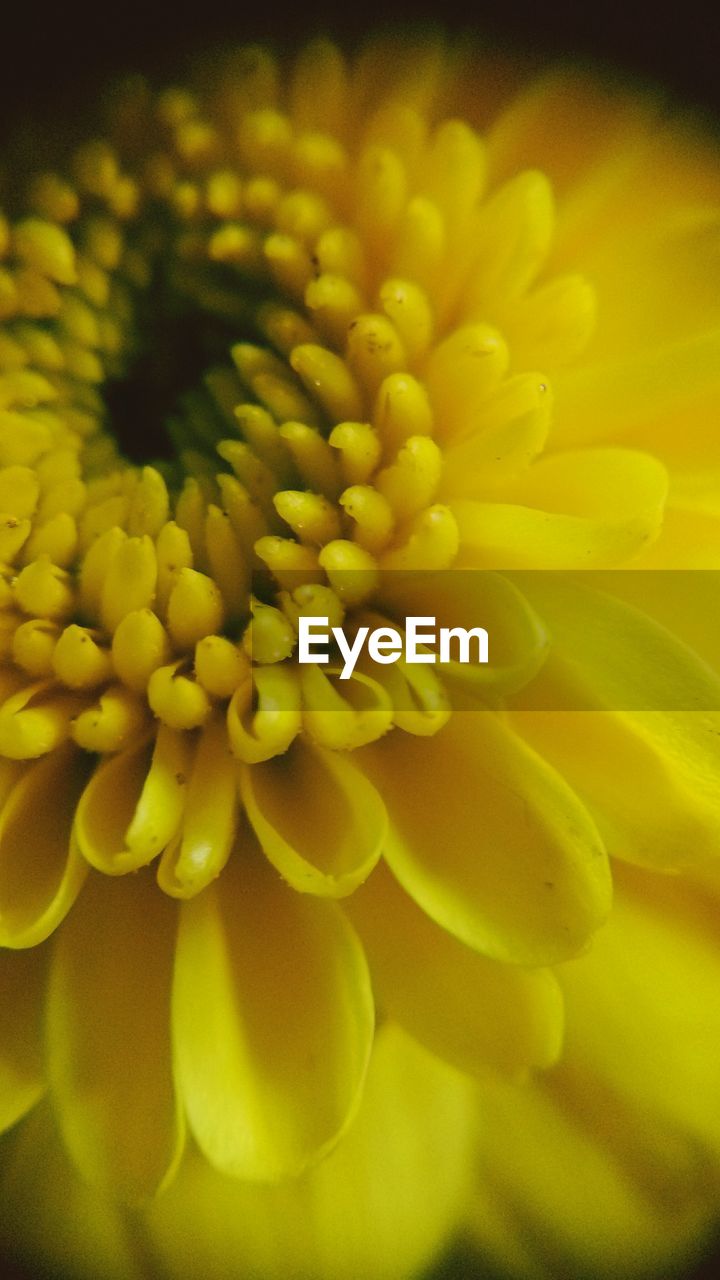 CLOSE-UP OF YELLOW FLOWERS BLOOMING