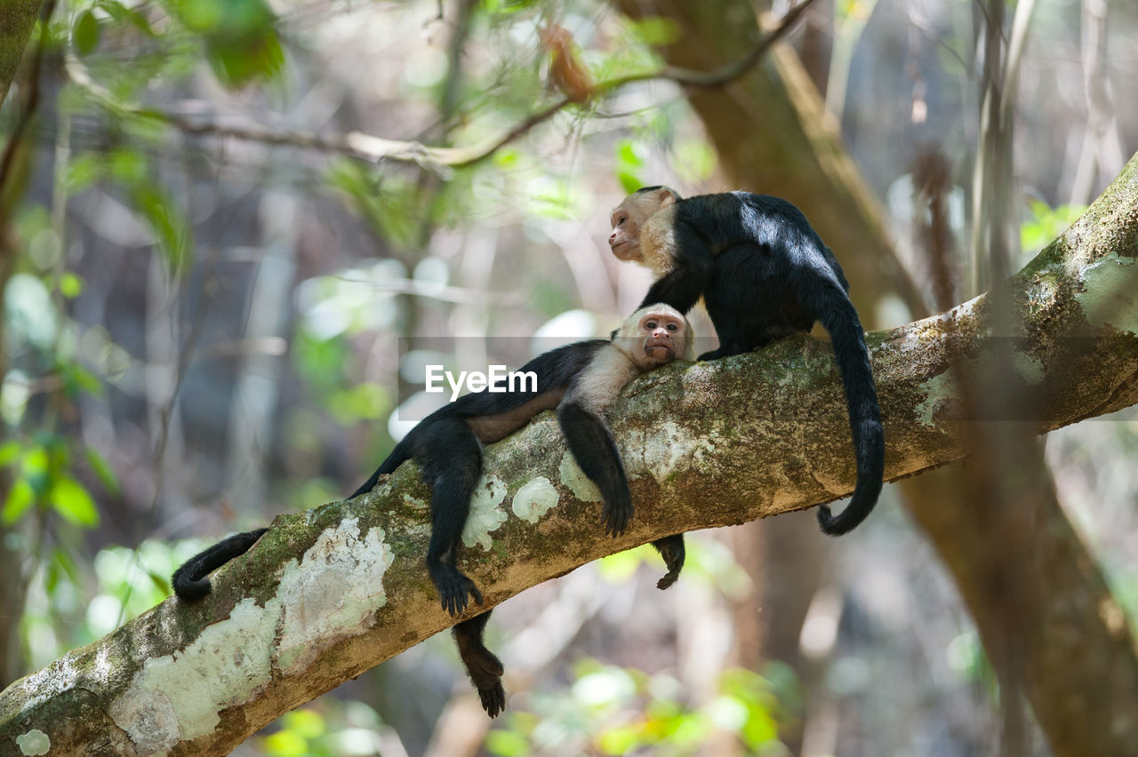 Close-up of monkey sitting on branch