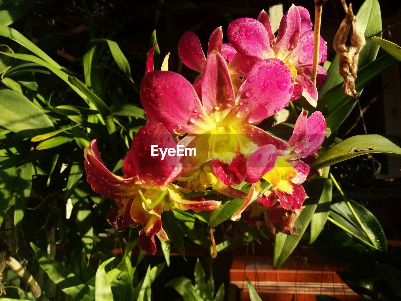 CLOSE-UP OF FLOWERS BLOOMING IN WATER