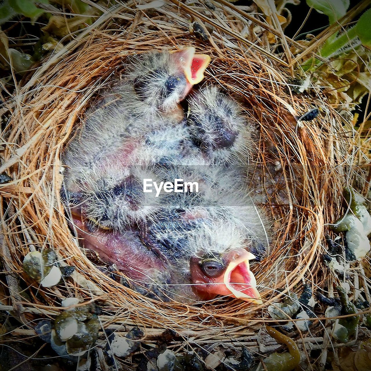 High angle view of bird in nest