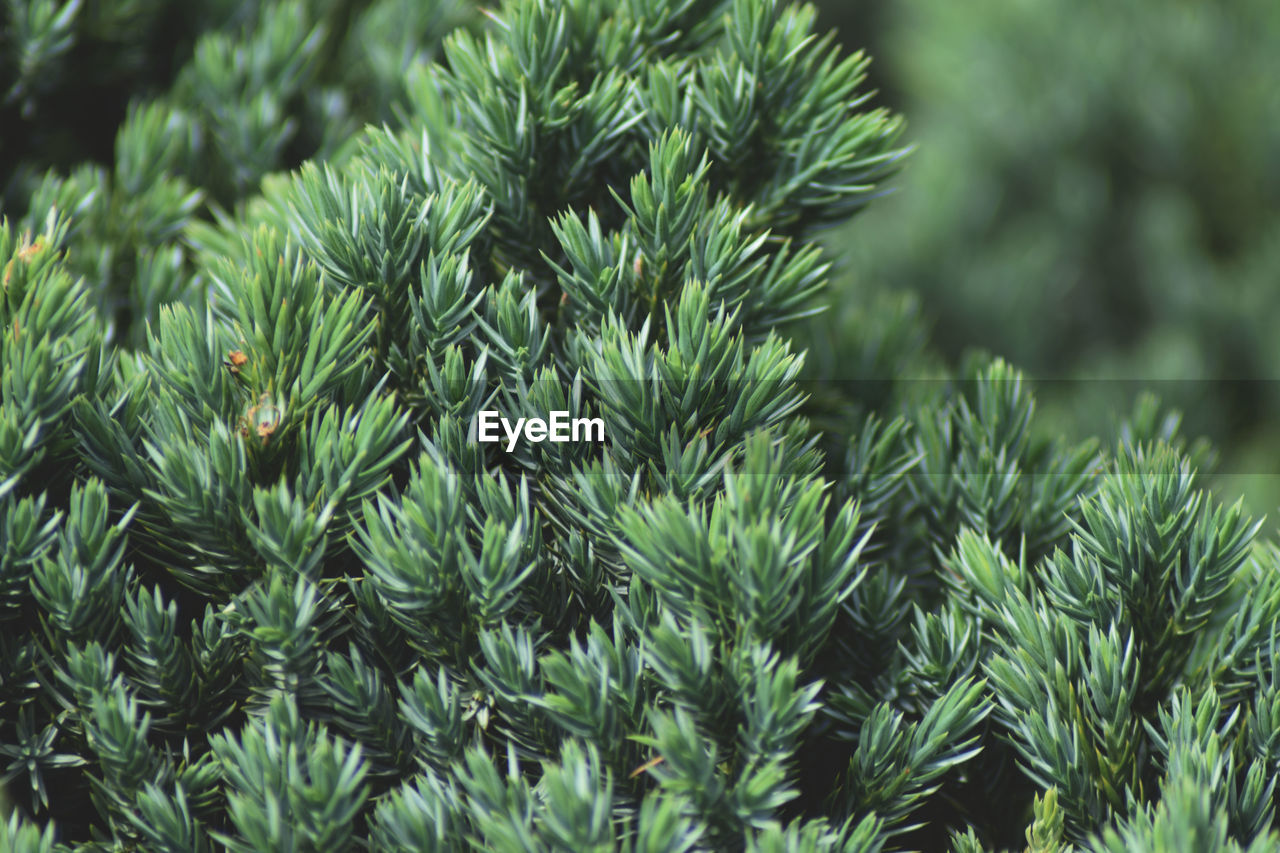 Close-up of pine tree