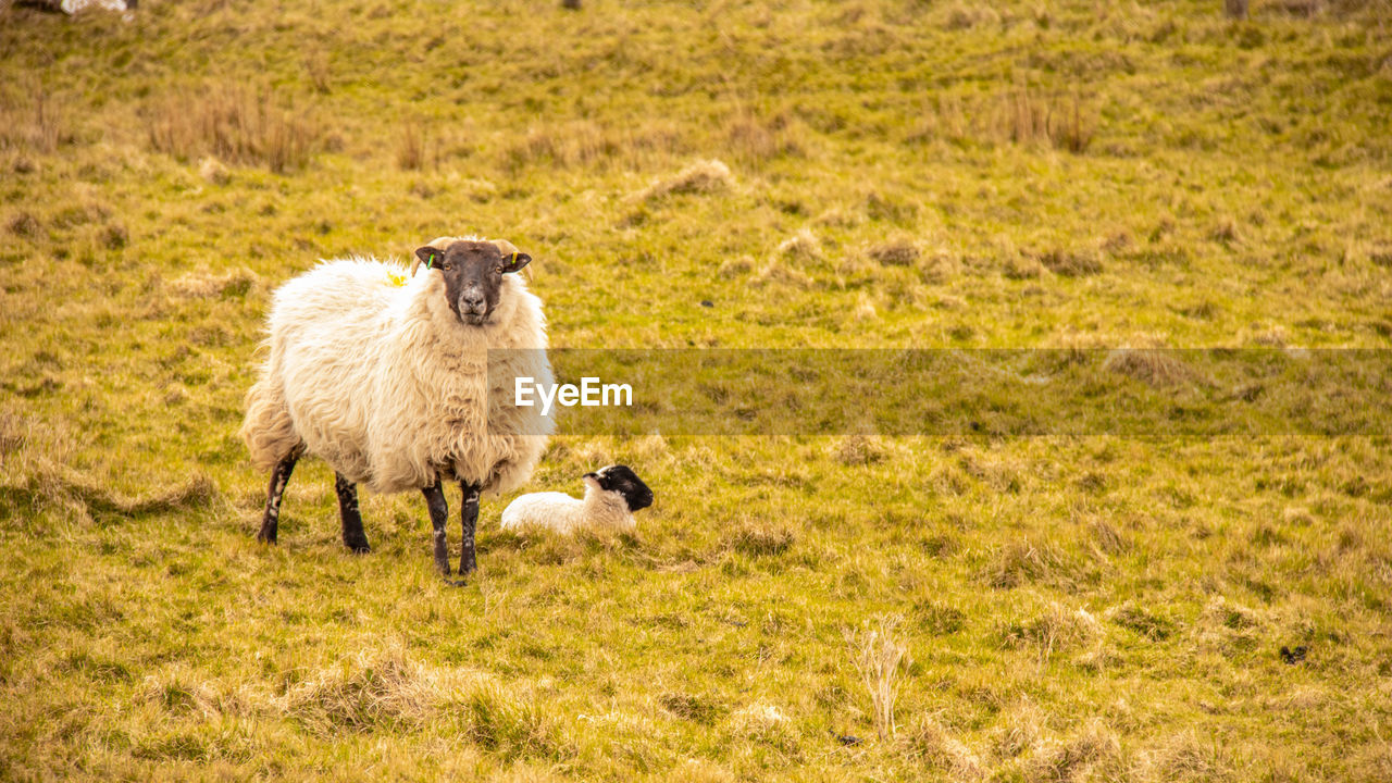 Sheep grazing on field