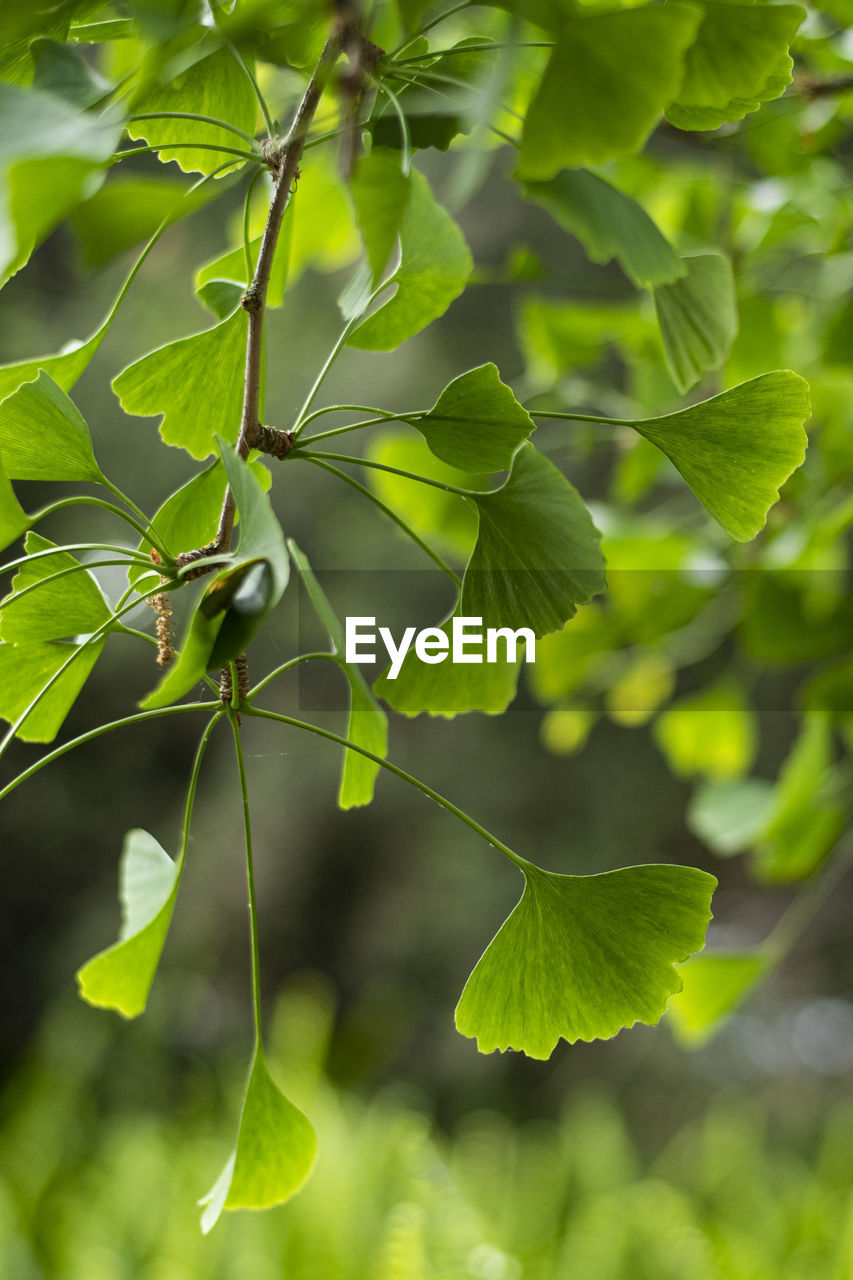 Close-up of fresh green leaves on a ginkgo tree