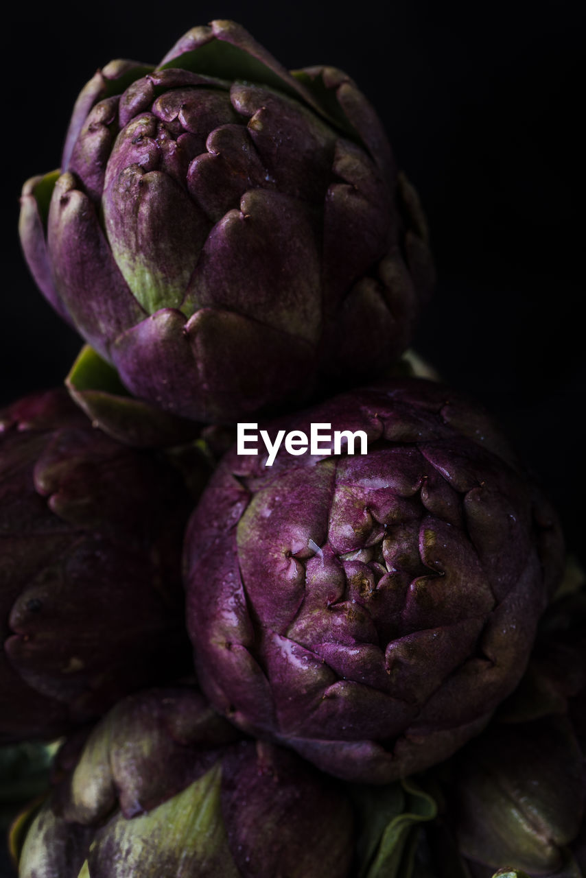 CLOSE-UP OF FRESH PURPLE FLOWER