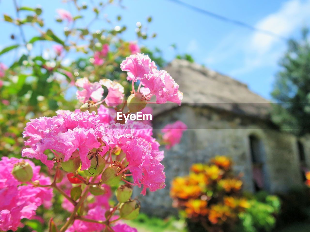 CLOSE-UP OF PINK FLOWERS BLOOMING IN PARK