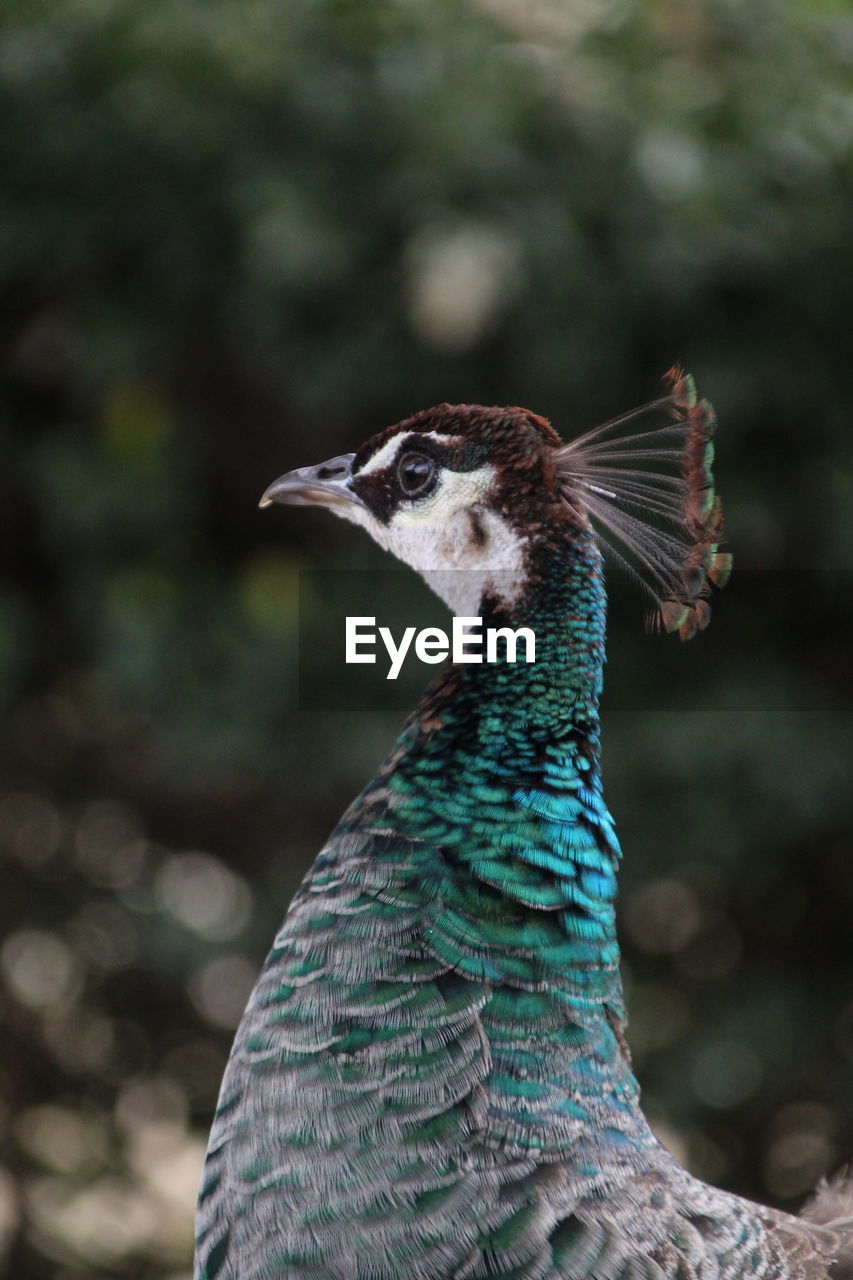 Close-up of a bird looking away