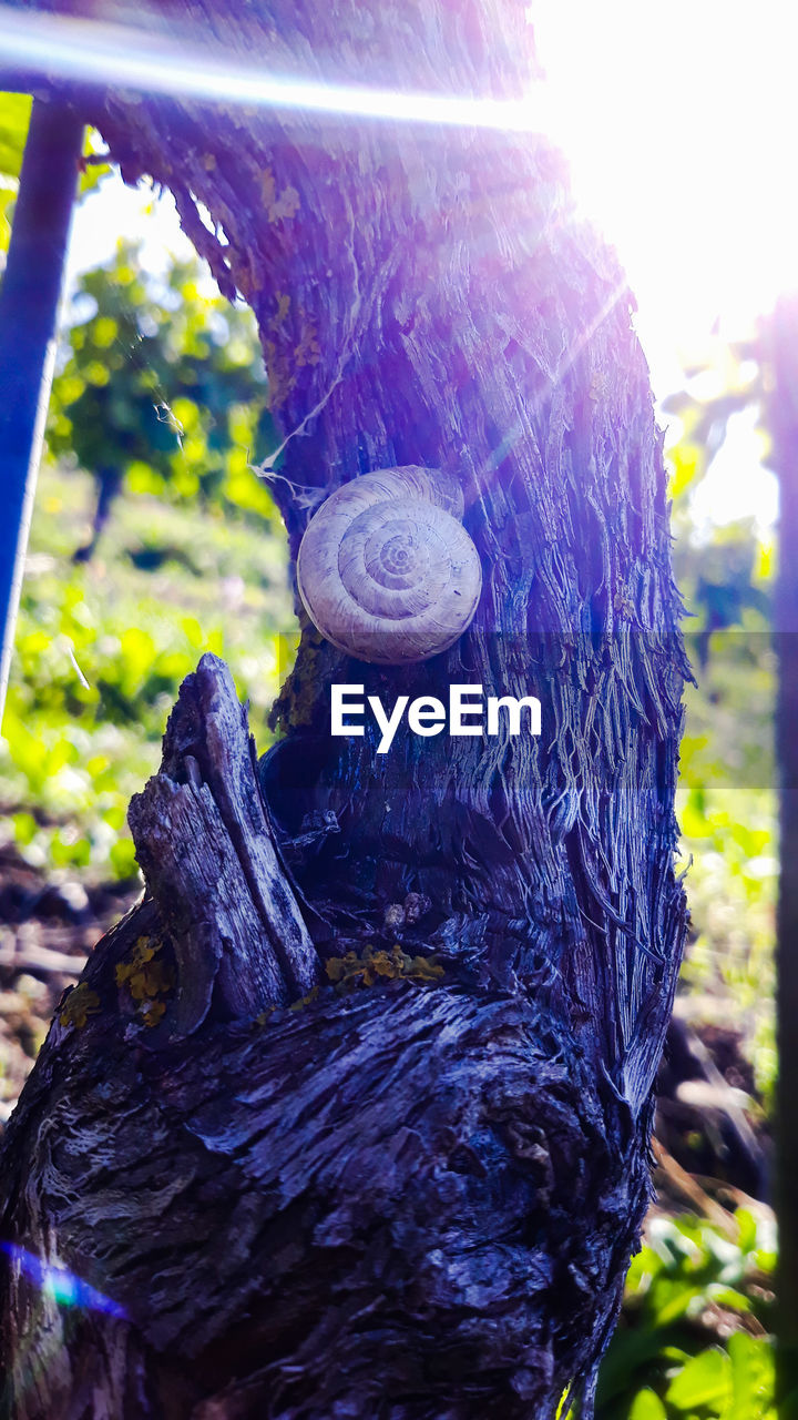 CLOSE-UP OF SNAILS ON TREE