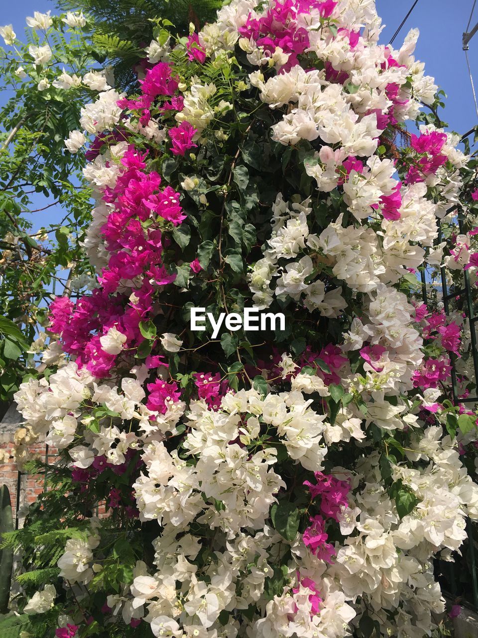 CLOSE-UP OF PINK FLOWERS GROWING IN PLANT