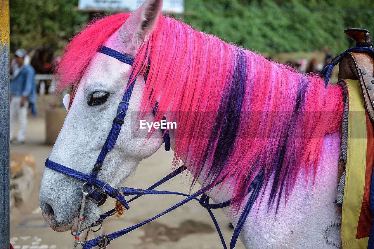 Close-up of a horse