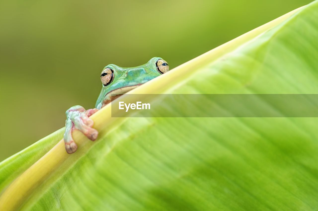 Close-up of a frog on leaf