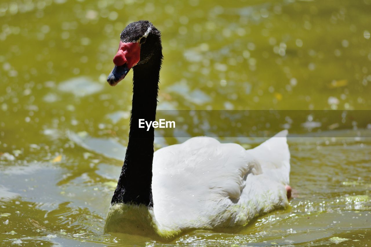 Close-up of swan swimming on lake