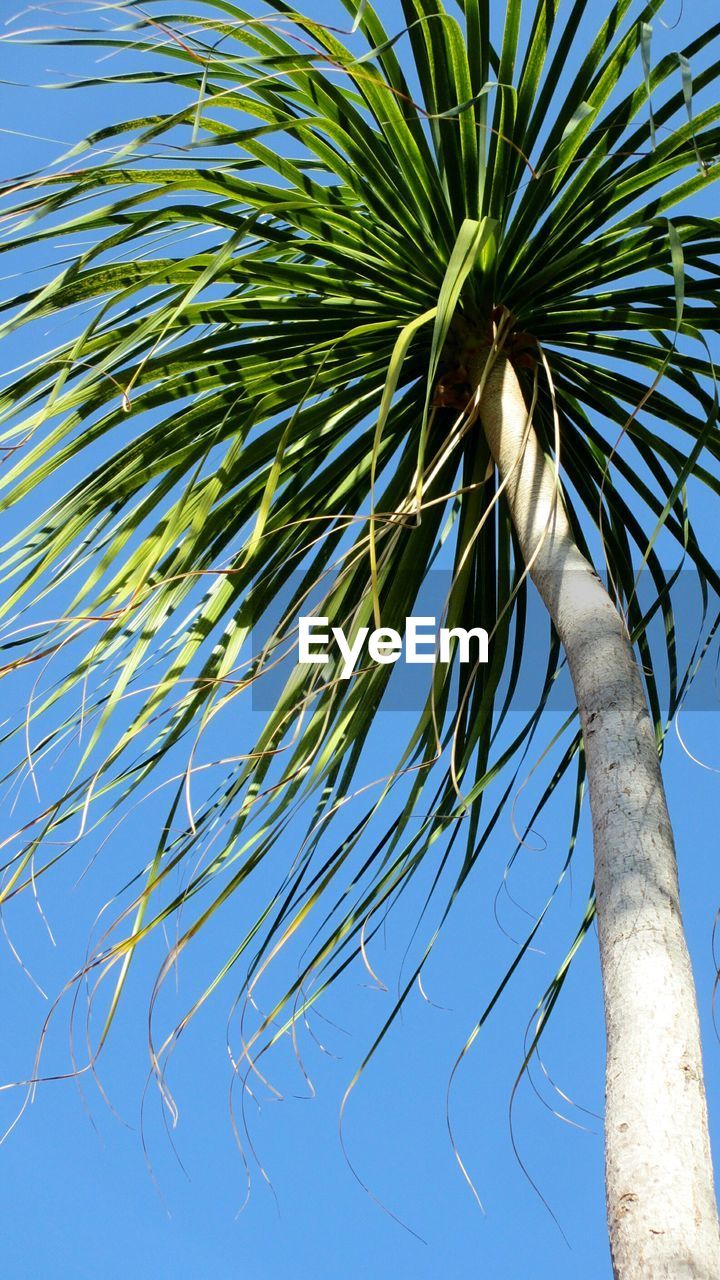 Low angle view of palm trees