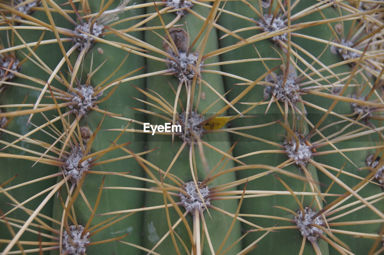 Full frame shot of cactus