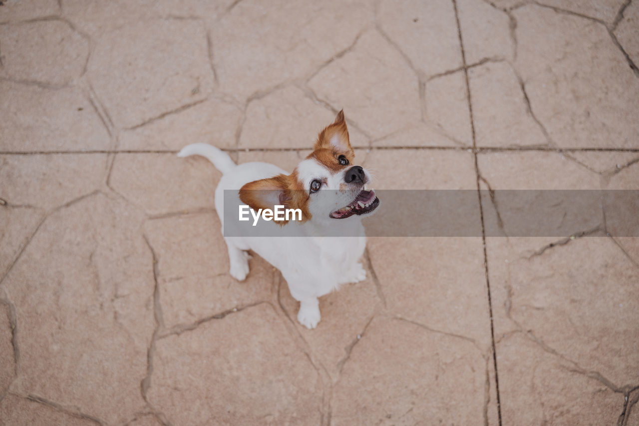 HIGH ANGLE PORTRAIT OF A DOG