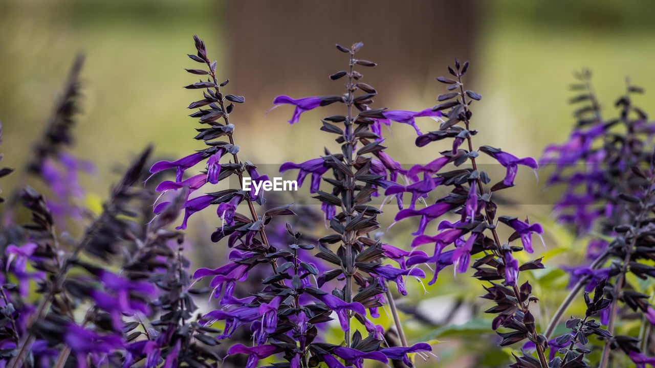 CLOSE-UP OF PURPLE FLOWERS