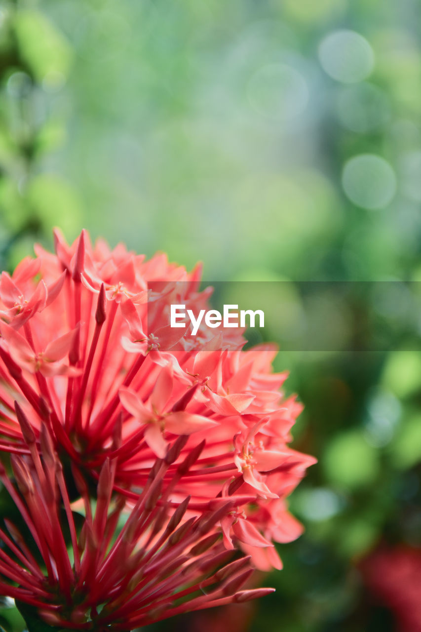 CLOSE-UP OF RED FLOWERING PLANTS