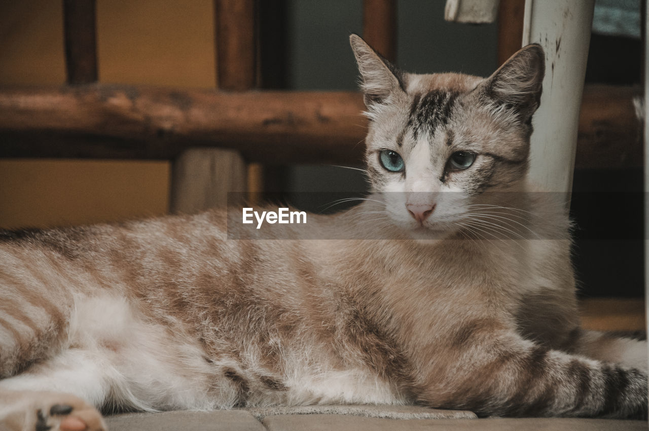 Portrait of cat relaxing at home