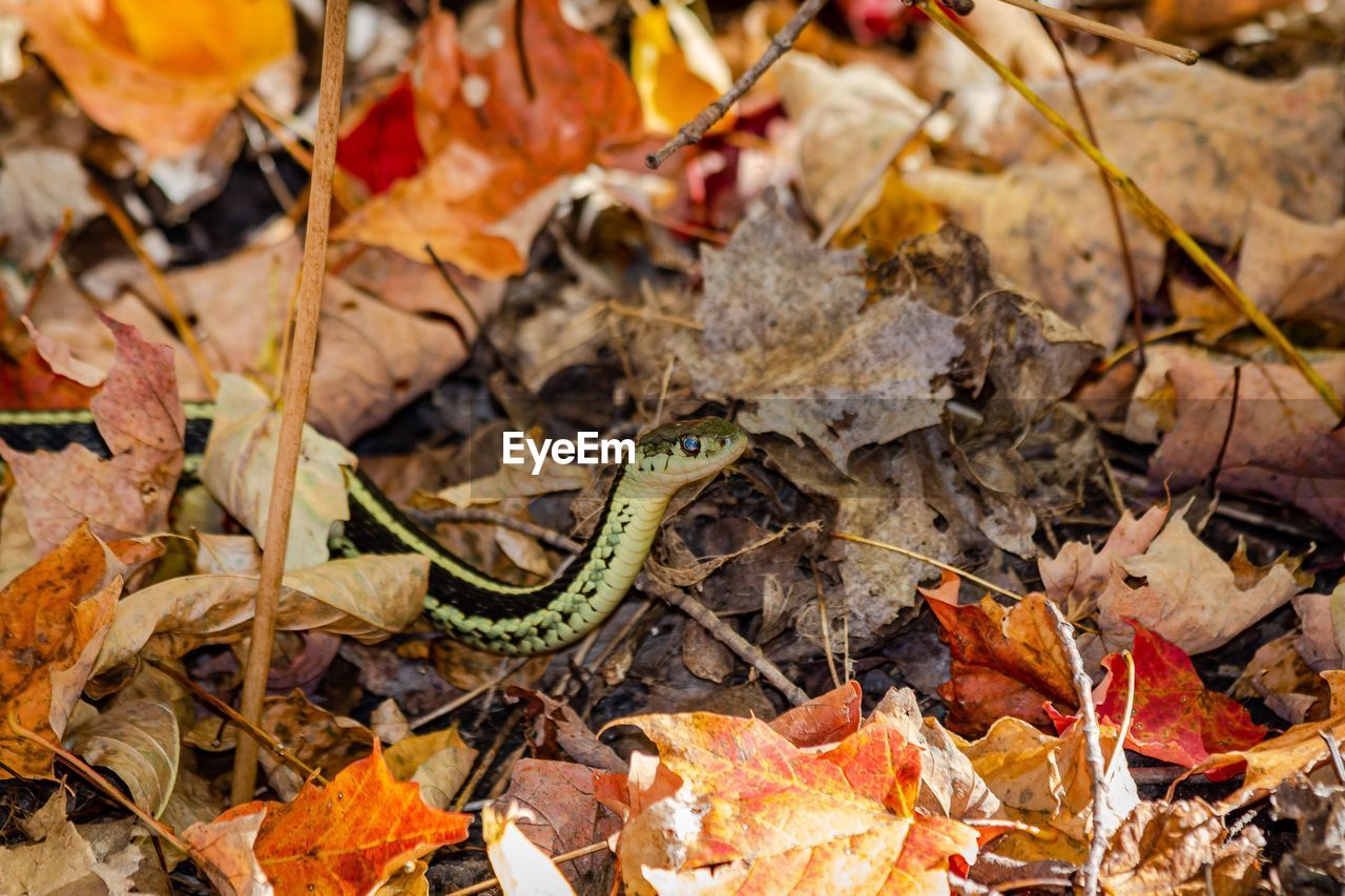 HIGH ANGLE VIEW OF A AUTUMN LEAVES