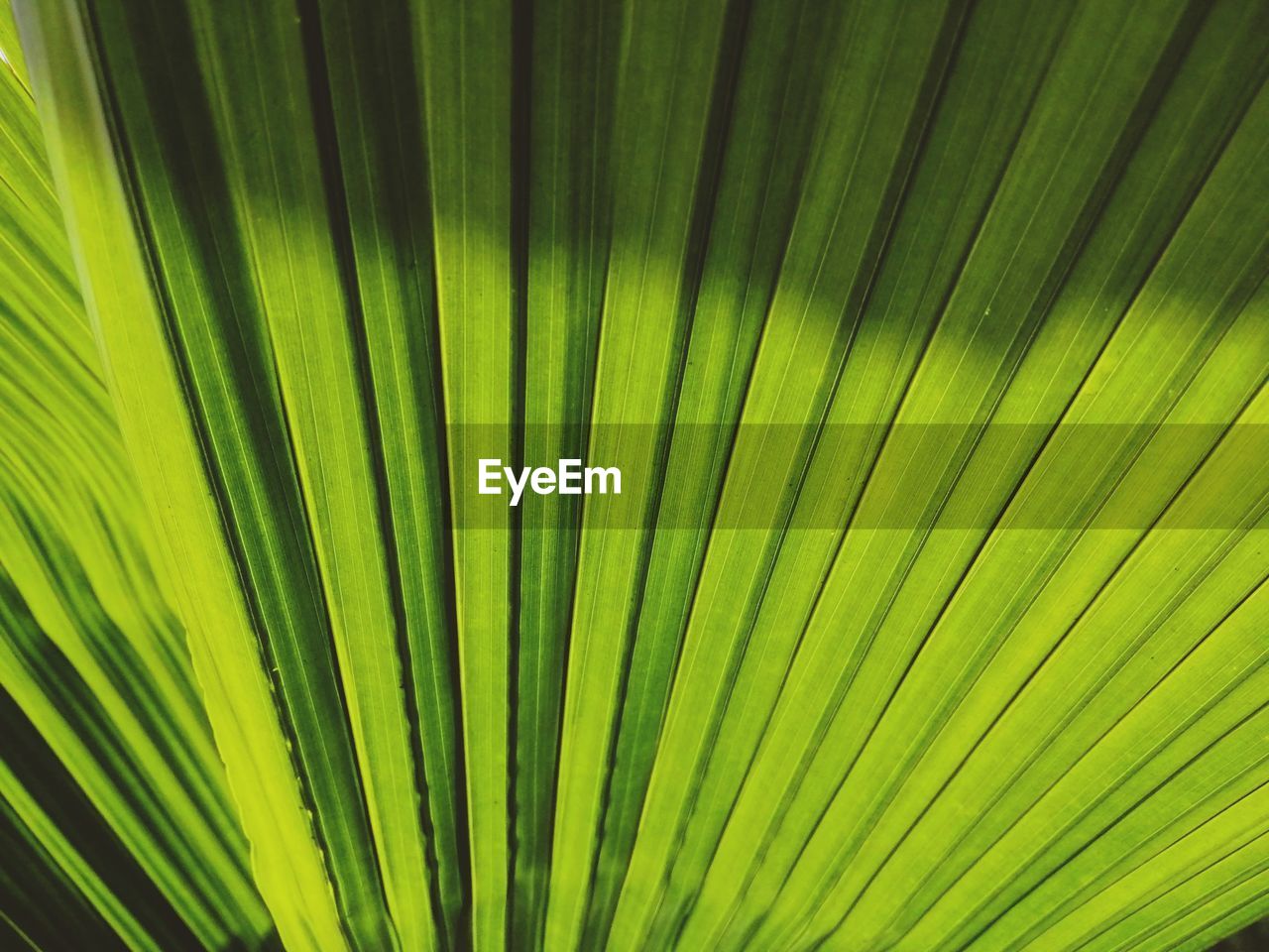 FULL FRAME OF PALM LEAVES