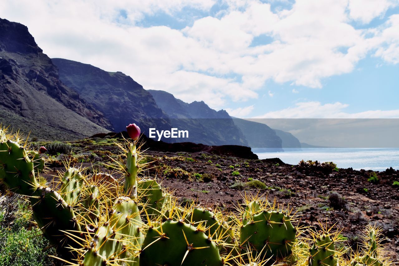 CACTUS PLANT GROWING ON SEA SHORE AGAINST SKY