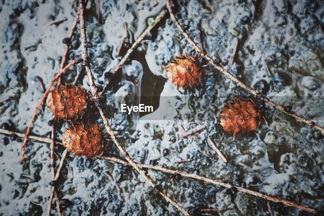 Beautiful Pinecones Beauty In Nature Branch Close-up Cold Temperature Day Food Food And Drink Freshness Frozen Fruit Ground Leaf Nature No People Outdoors Pinecone Puddle Red Snow Tree Twig Wet Winter