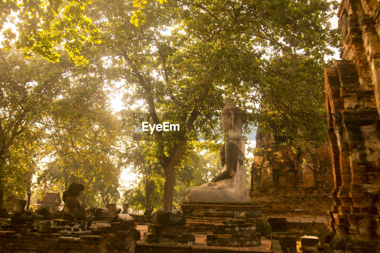 Old ruins against branches