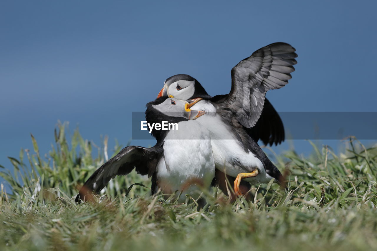 Atlantic puffins having a fight