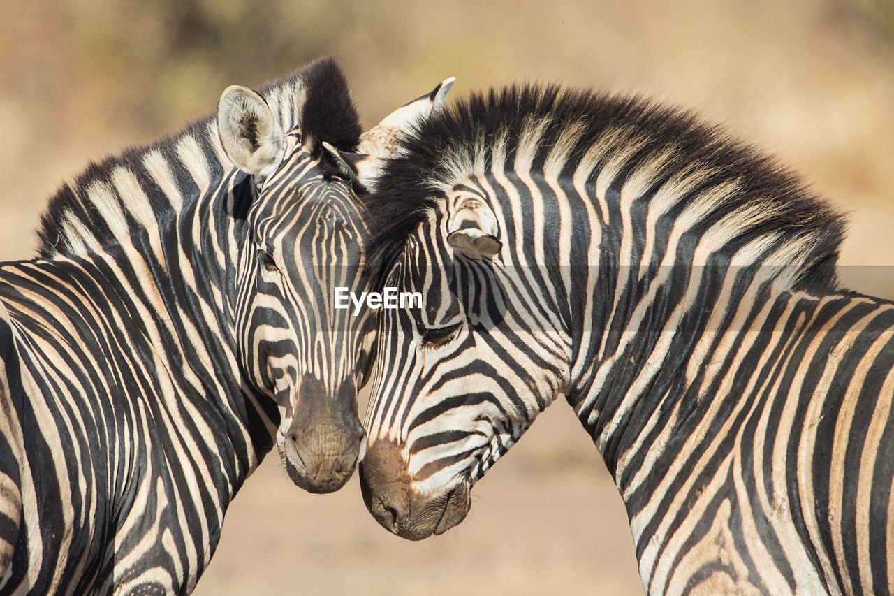 Side view of two zebras