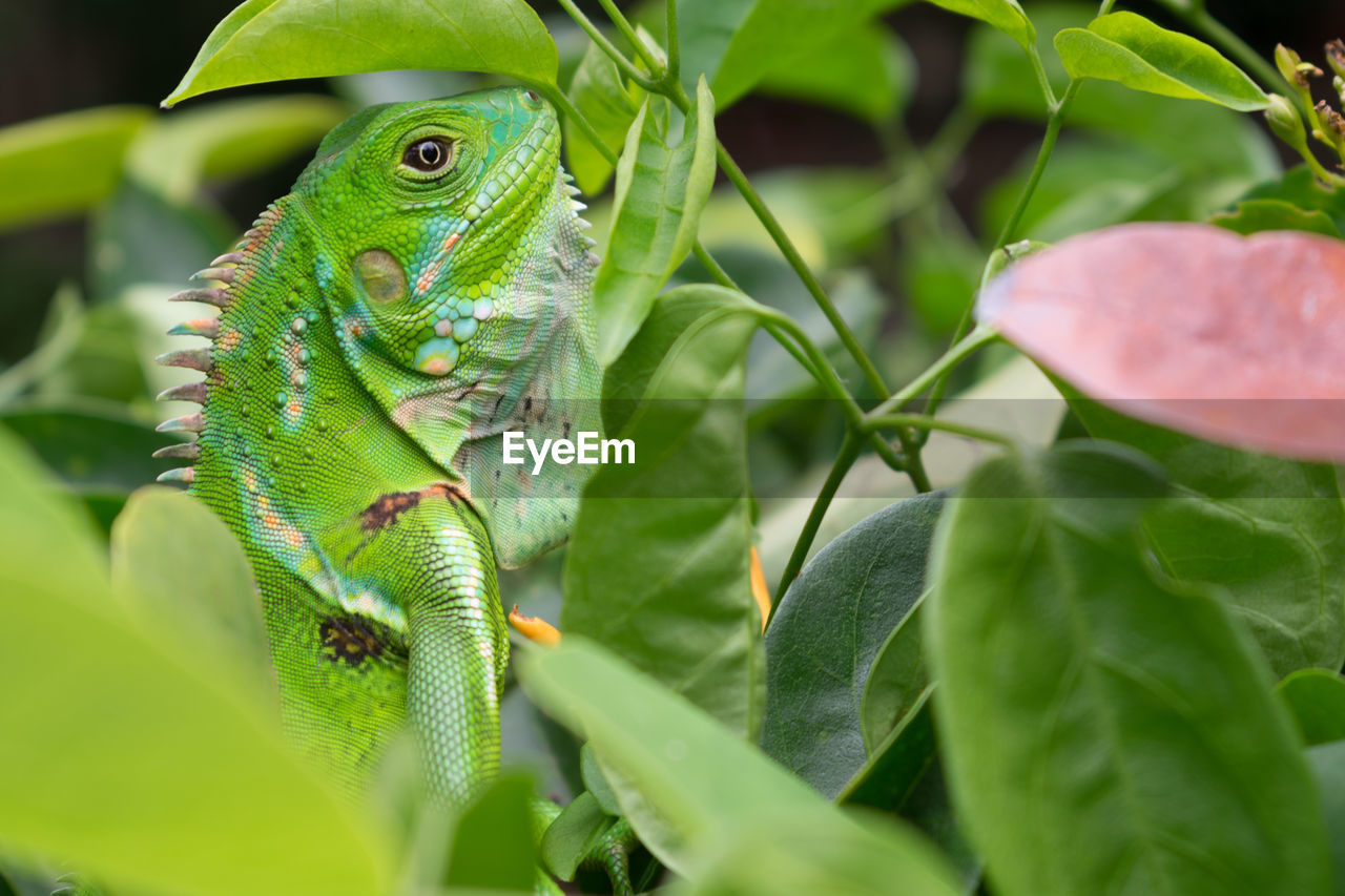 CLOSE-UP OF LIZARD