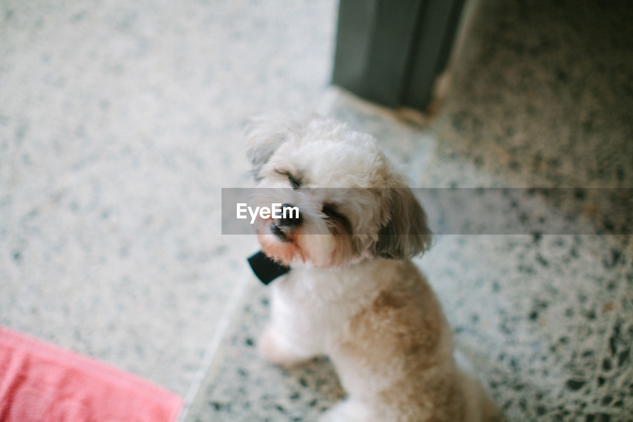 HIGH ANGLE VIEW OF DOG SITTING IN MAN