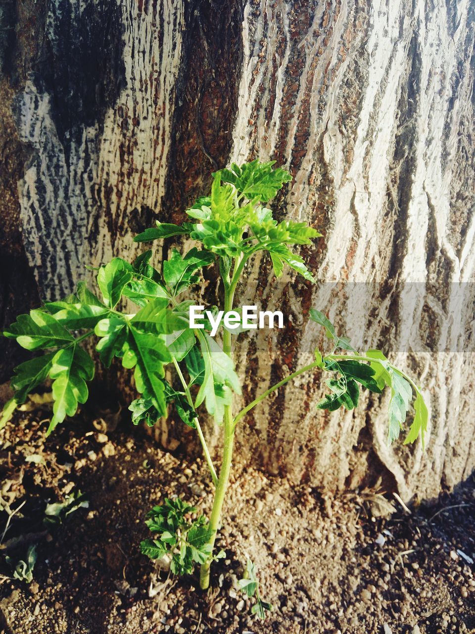 CLOSE-UP OF TREE TRUNK