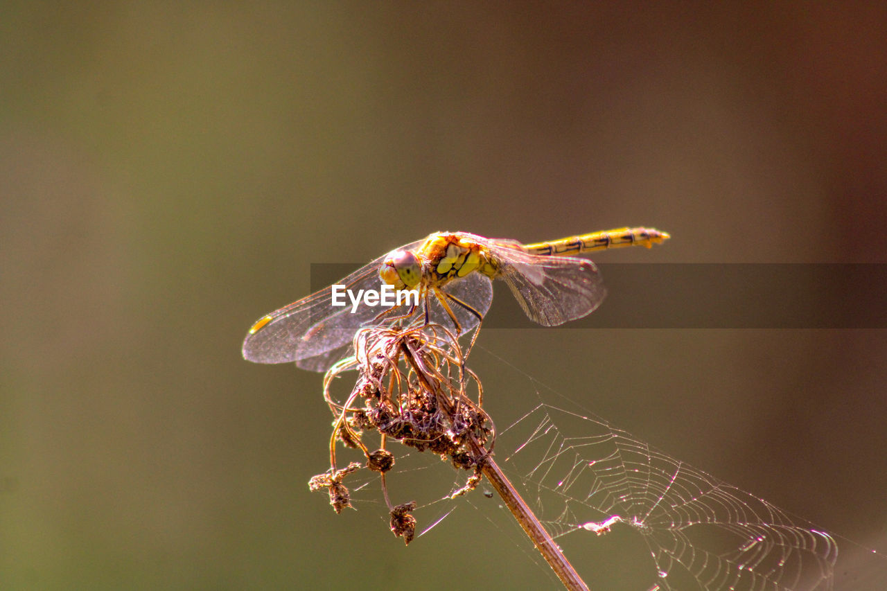 Close-up of dragonfly