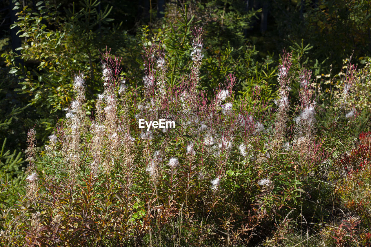 VIEW OF FLOWERING PLANTS IN FOREST