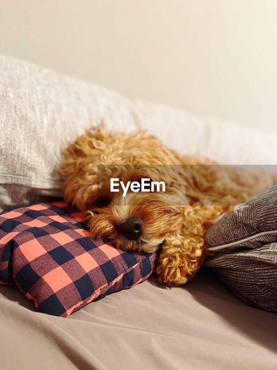 Close-up of dog relaxing on bed at home